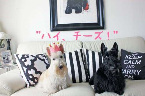 スコティッシュ・テリア ハッピー&シェリー
