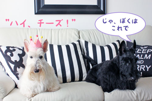 スコティッシュ・テリア ハッピー&シェリー