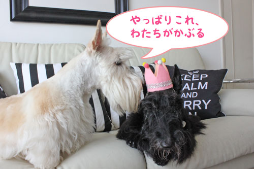スコティッシュ・テリア ハッピー&シェリー