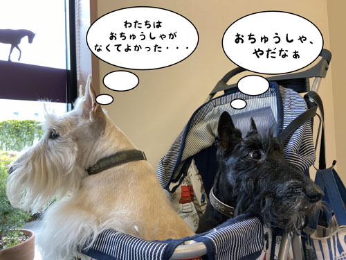 スコティッシュ・テリア ハッピー&シェリー