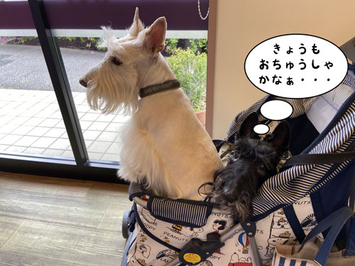 スコティッシュ・テリア ハッピー&シェリー