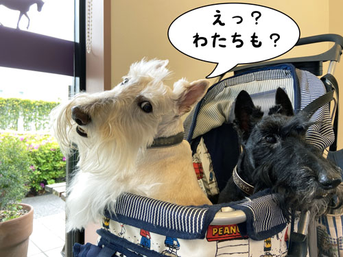 スコティッシュ・テリア ハッピー&シェリー