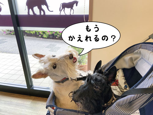 スコティッシュ・テリア ハッピー&シェリー
