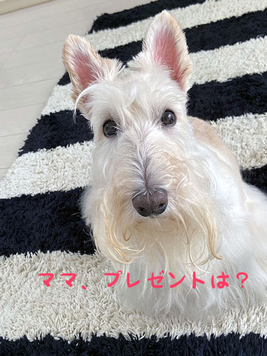 スコティッシュ・テリア　シェリー