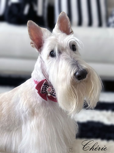 Scottish Terrier Cherie