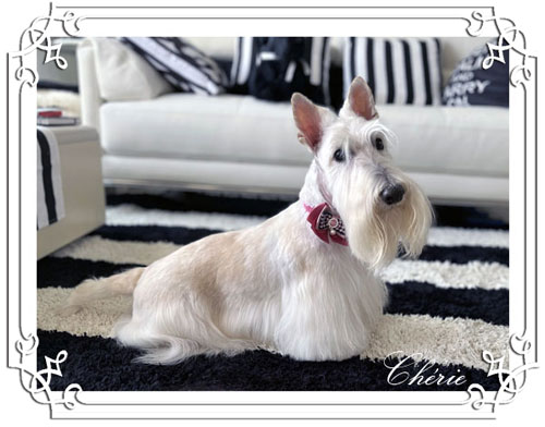 Scottish Terrier Cherie