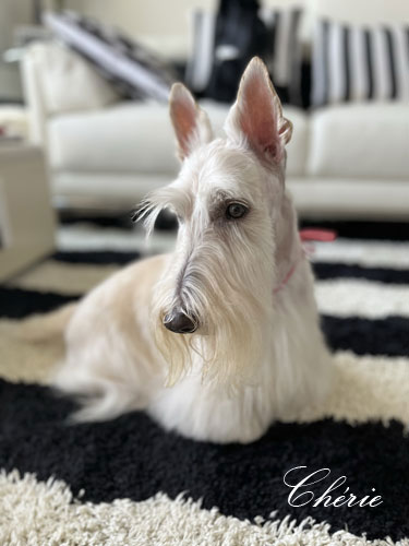 Scottish Terrier Cherie