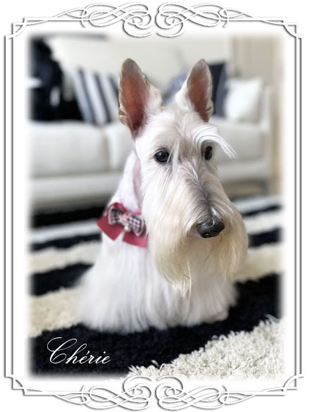 Scottish Terrier Cherie