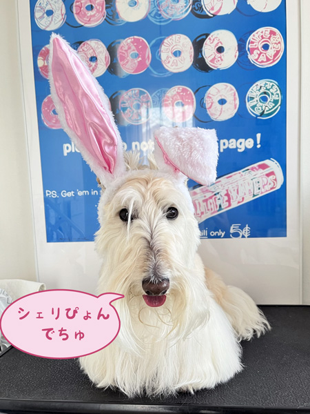 scottish terrier cherie bunny easter