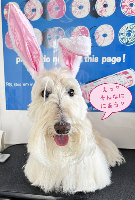 scottish terrier cherie bunny easter