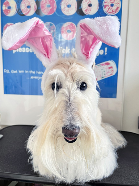 scottish terrier cherie bunny easter