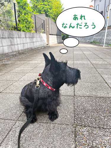 スコティッシュテリア　ファラ