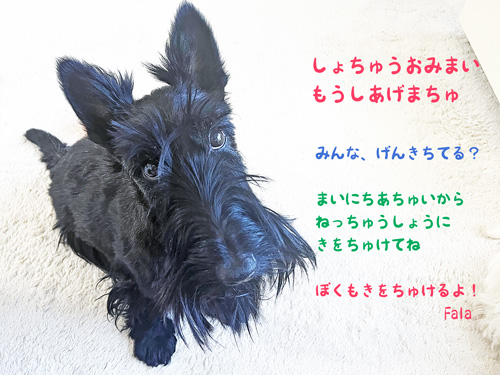 スコティッシュテリア ファラ
