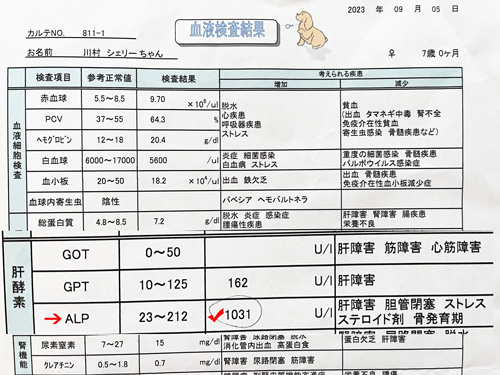 スコティッシュテリア　シェリーの血液検査表