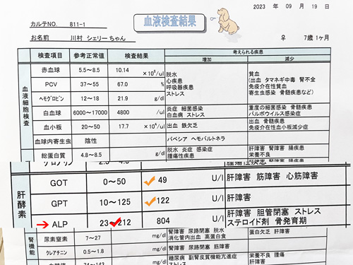 スコティッシュテリア　シェリーの血液検査表