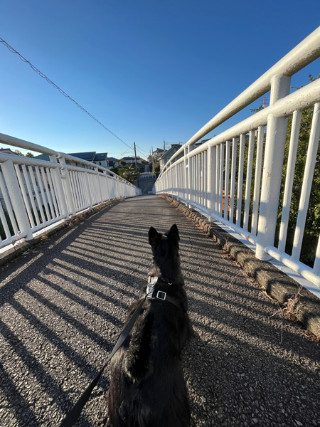 歩道橋の上のスコティッシュテリア　ファラ