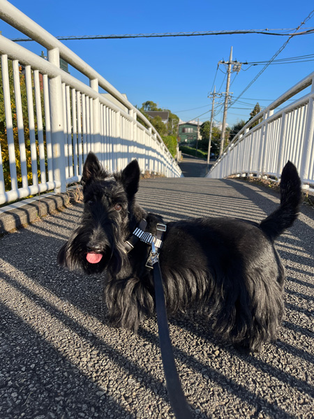 歩道橋の上のスコティッシュテリア　ファラ