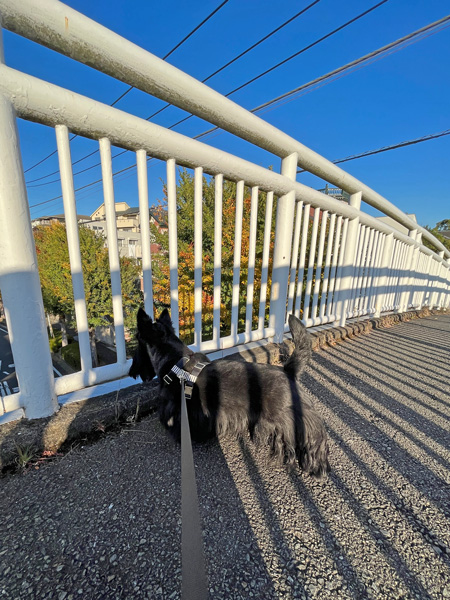 歩道橋の上のスコティッシュテリア　ファラ