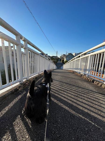 歩道橋の上のスコティッシュテリア　ファラ