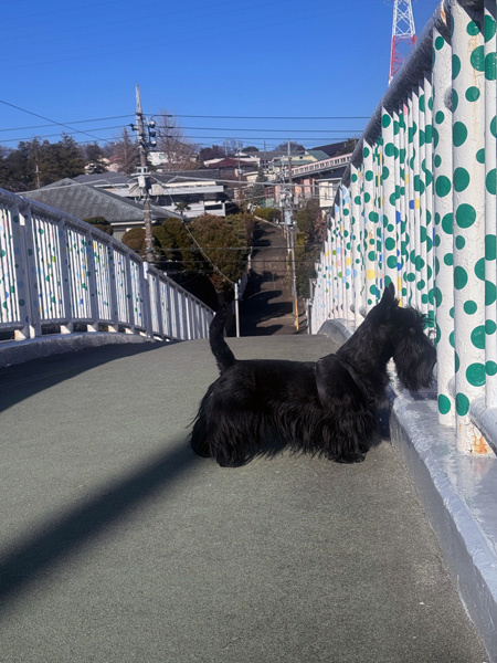 歩道橋のスコティッシュテリア　ファラ