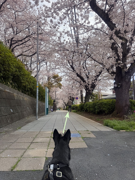 お花見散歩中のスコティッシュテリアのファラ