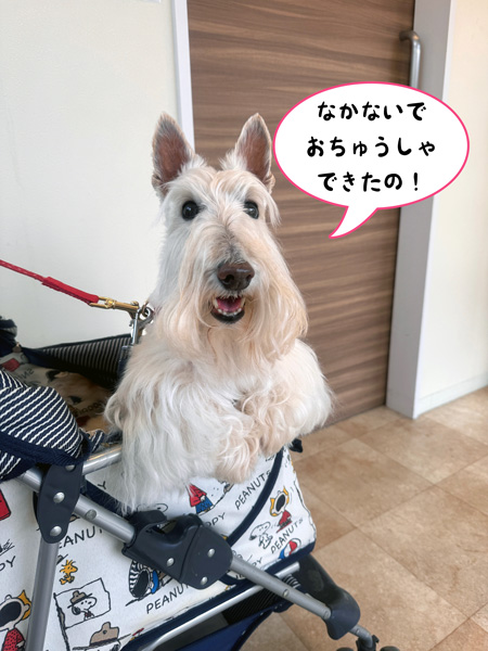 動物病院で血液検査を済ませたスコティッシュテリアのシェリー
