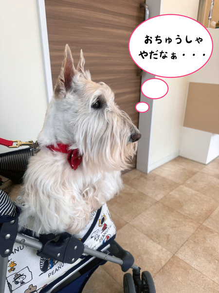 動物病院で診察を待つスコティッシュテリアのシェリー