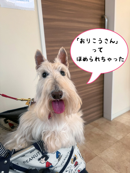 動物病院で血液検査を済ませたスコティッシュテリアのシェリー