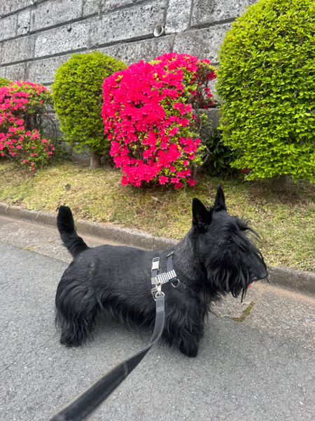 お花の前のスコティッシュテリア　ファラ