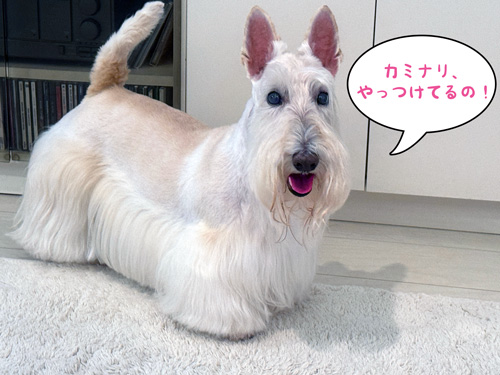 カミナリと闘うスコティッシュテリアのシェリー