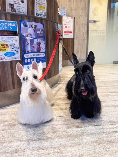 スコティッシュテリアのシェリーとファラ