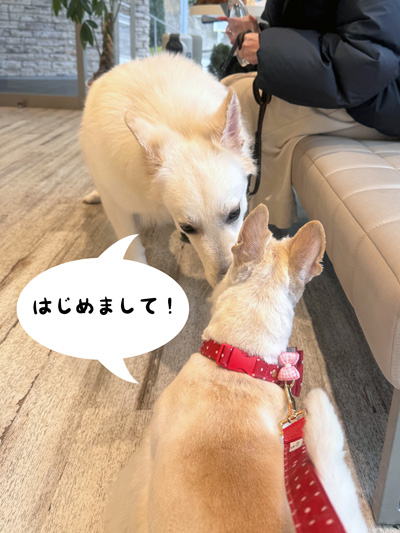 スコティッシュテリアのシェリーとファラ
