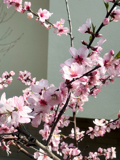 アーモンドの花