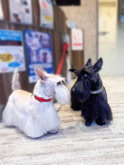 スコティッシュテリアのシェリーとファラ