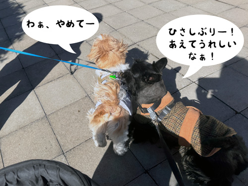 スコティッシュテリアのシェリーとファラとシーズーの茶太君