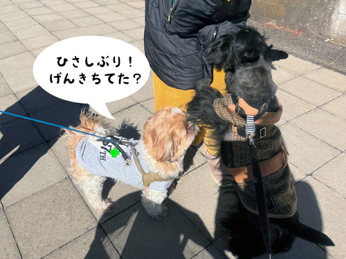 スコティッシュテリアのファラとシーズーの茶太君