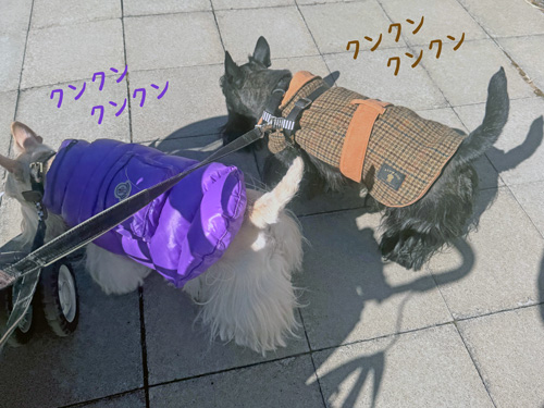 スコティッシュテリアのシェリーとファラ