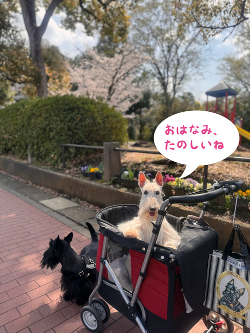 スコティッシュテリアのシェリーとファラ