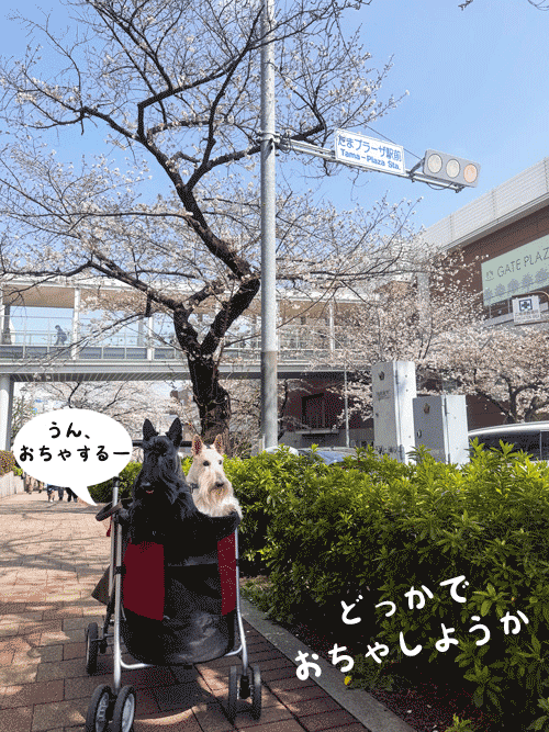 スコティッシュテリアのシェリーとファラと桜並木