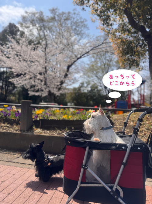 スコティッシュテリアのシェリーとファラ