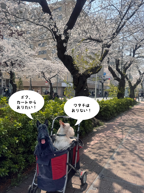 スコティッシュテリアのシェリーとファラと桜並木