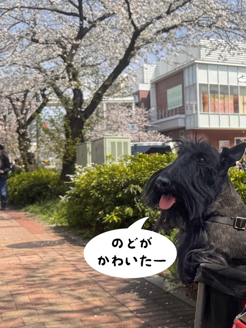 スコティッシュテリアのファラ