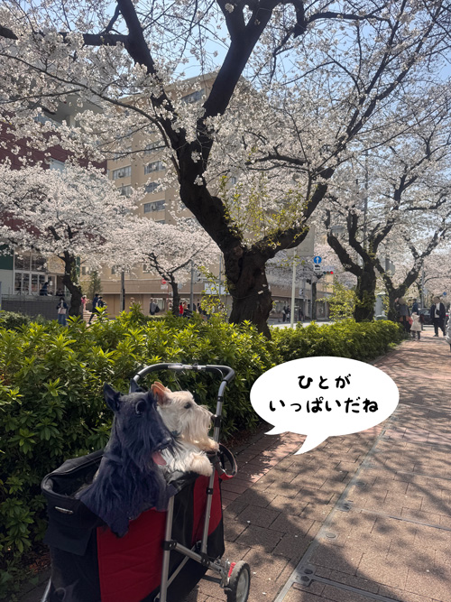 スコティッシュテリアのシェリーとファラと桜並木
