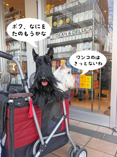 スコティッシュテリアのシェリーとファラ