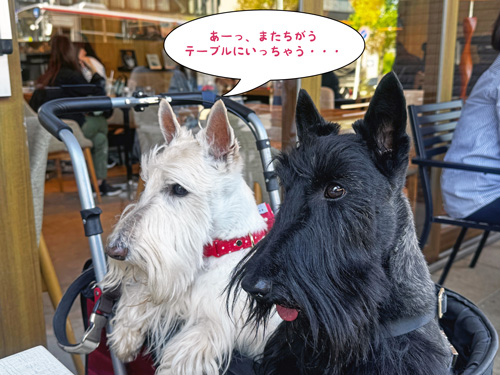 スコティッシュテリアのシェリーとファラ
