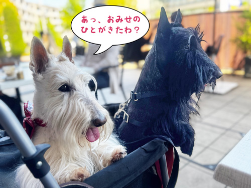 スコティッシュテリアのシェリーとファラ