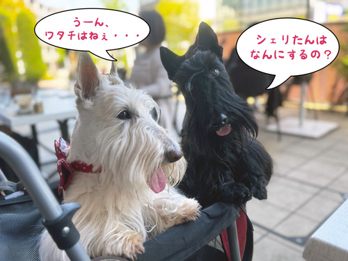 スコティッシュテリアのシェリーとファラ