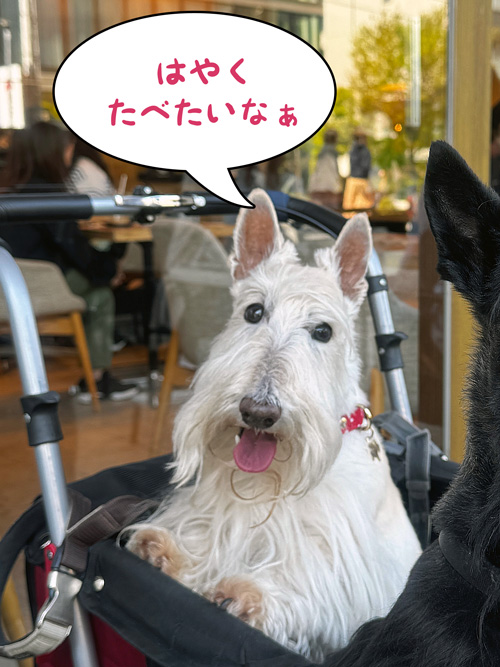 スコティッシュテリアのシェリー