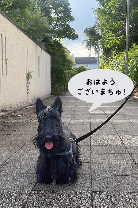 スコティッシュテリア　ファラ