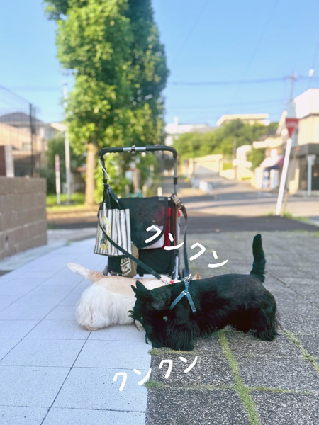 スコティッシュテリアのシェリーとファラ